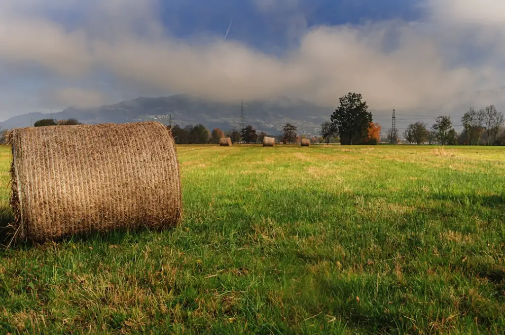 餐饮门店粮油调味品采购成本控制与品质平衡方案